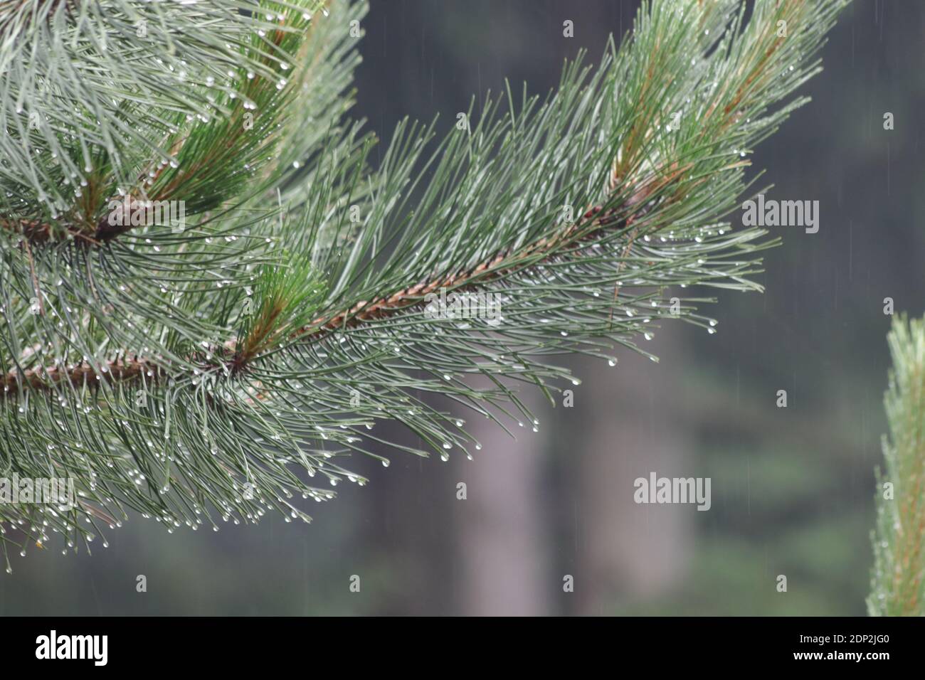 Rain dripping off a pine cone tree branch in summer Stock Photo