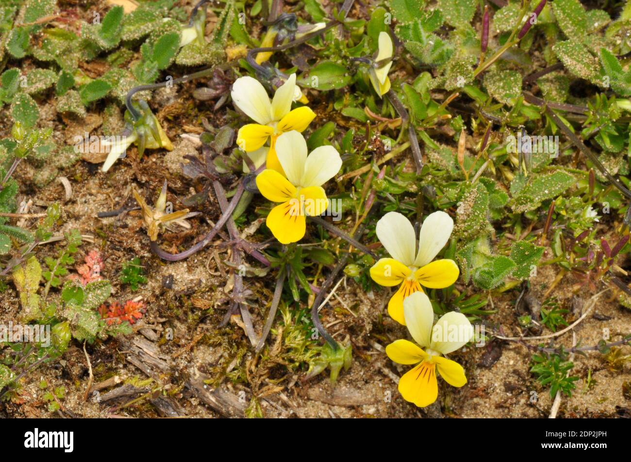 Sand or Dune Pansy 'Viola tricolor subsp. curtisii ' found in dry sandy grassland and in sand and dune systems, flowers june to september, Braunton Bu Stock Photo