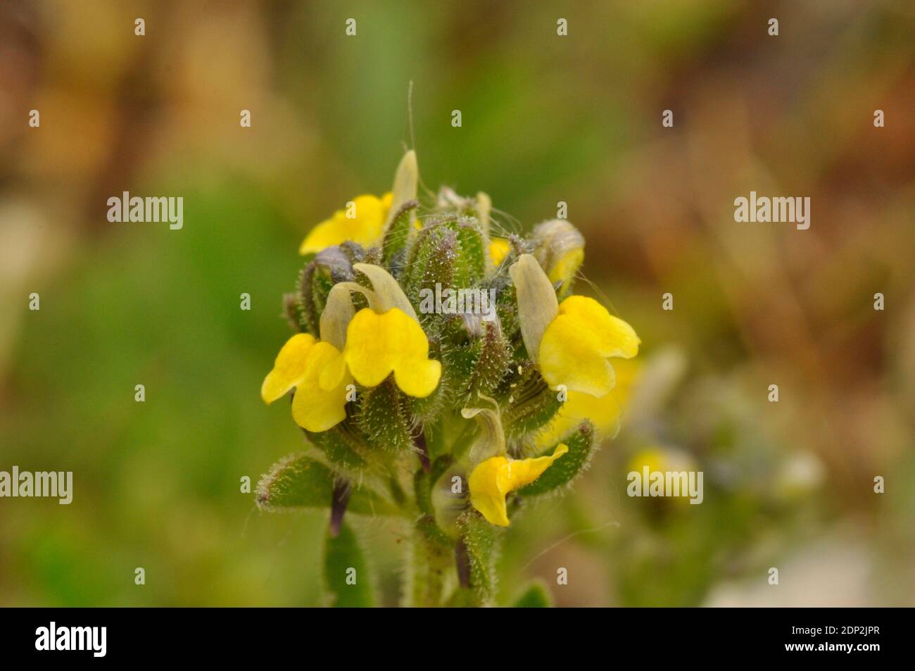 Sand Toadflax,'Linaria arenaria', Short, Sticky haired, Yellow flowered,Rare.Found in Sand dunes.Coastal habitat. May till September.  Braunton. North Stock Photo