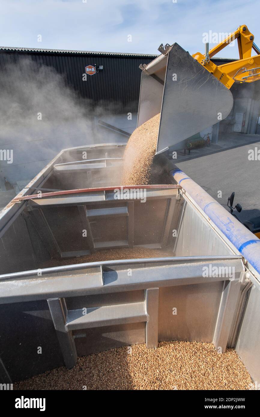 Loading beans for animal feed into a wagon from a farm store, using a