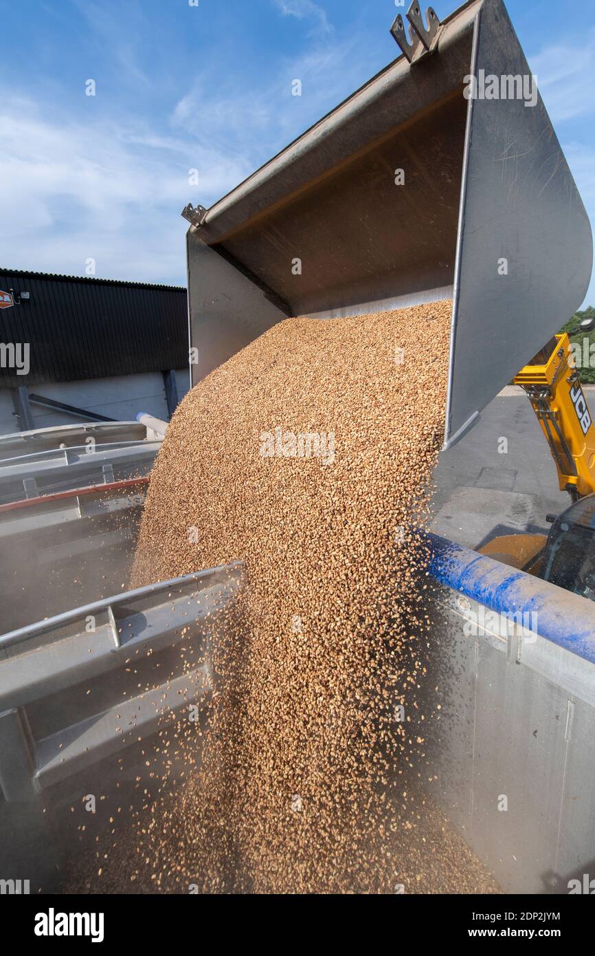 Loading beans for animal feed into a wagon from a farm store, using a
