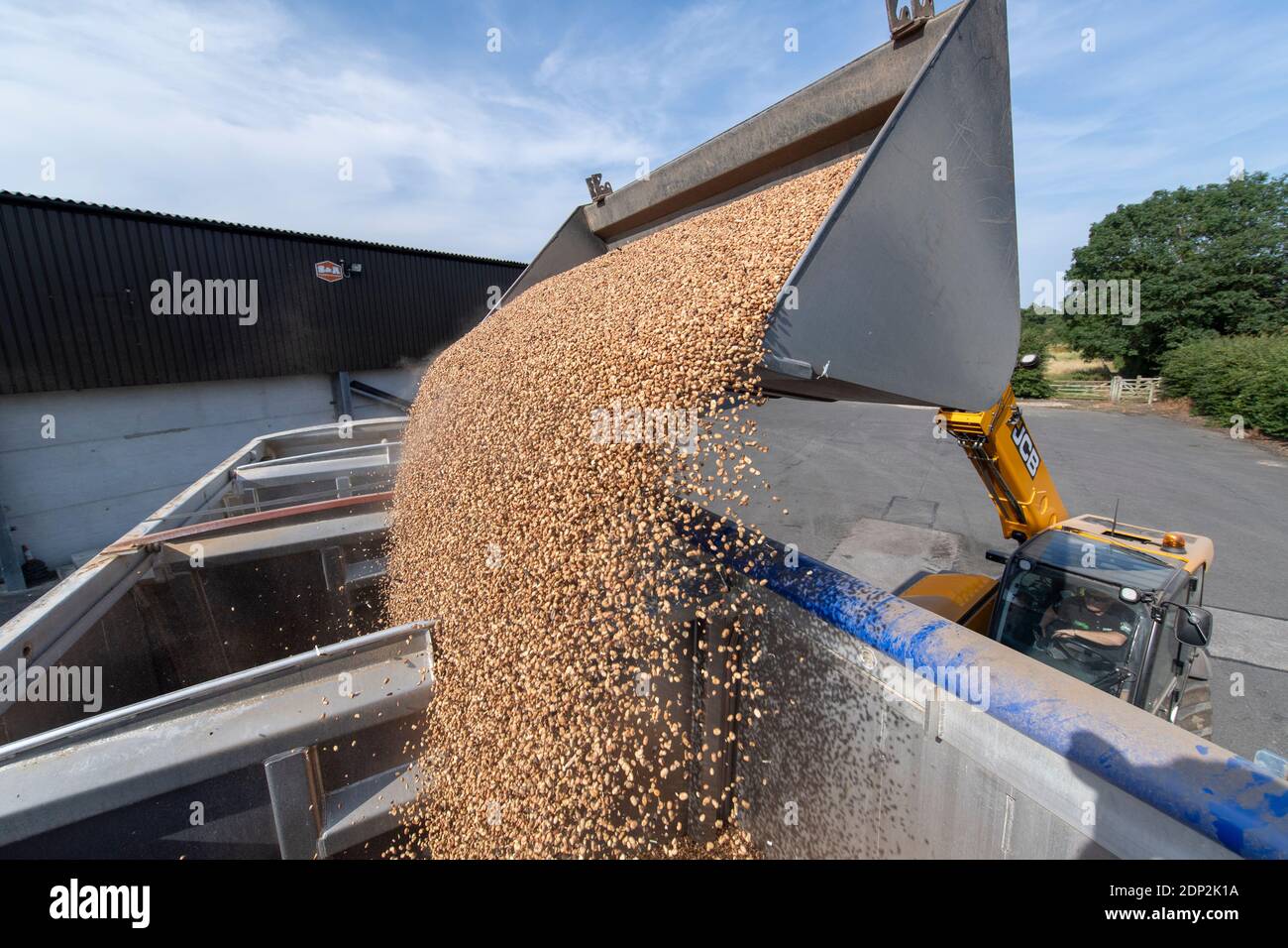 Loading beans for animal feed into a wagon from a farm store, using a