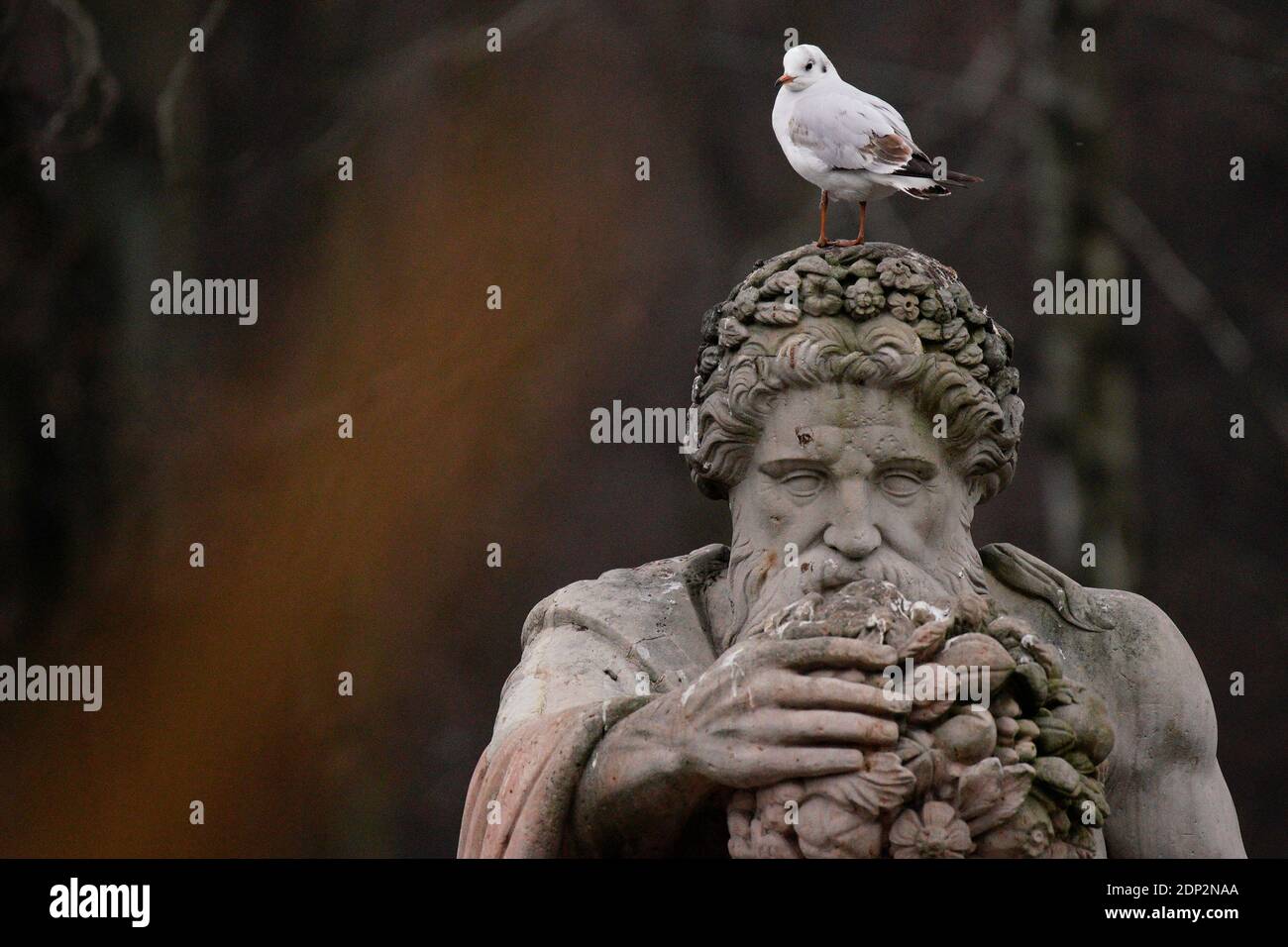 A seagull is seen sitting on a sculpture in the Royal Baths Park in Warsaw, Poland on December 18, 2020. Stock Photo