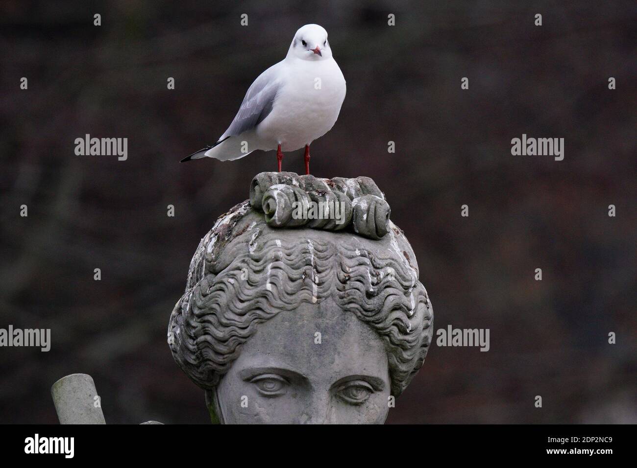 A seagull is seen sitting on a sculpture in the Royal Baths Park in Warsaw, Poland on December 18, 2020. Stock Photo