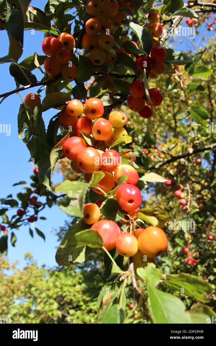 Apples growing on a tree Stock Photo - Alamy