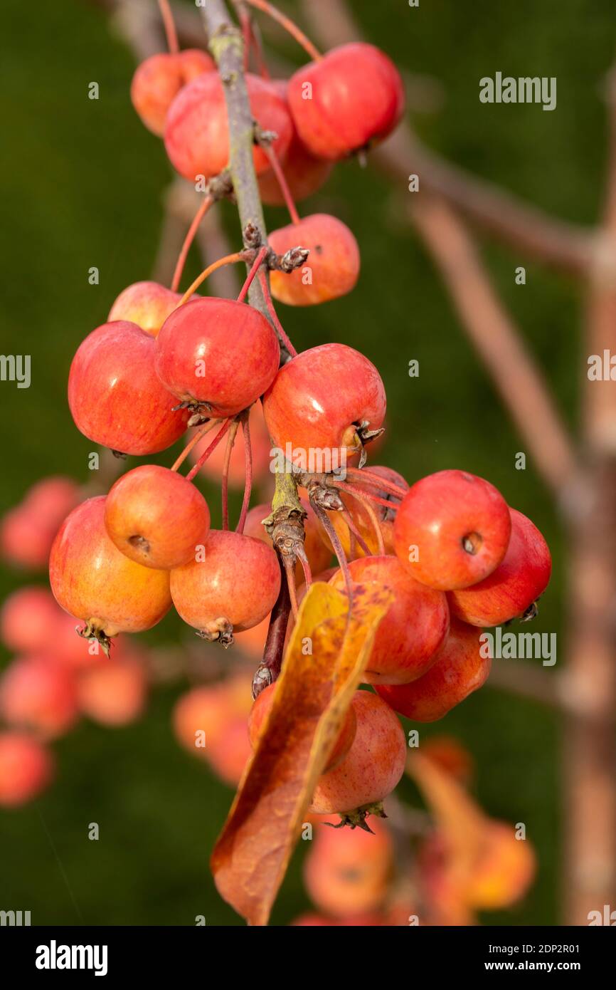 Crab apple ‘Evereste’ fruit, natural fruit plant portrait Stock Photo