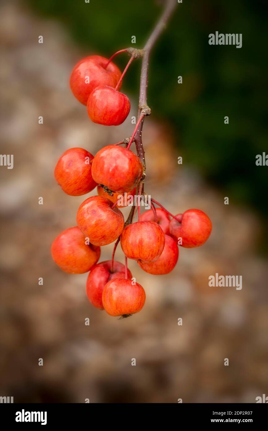 Crab apple ‘Evereste’ fruit, natural fruit plant portrait Stock Photo