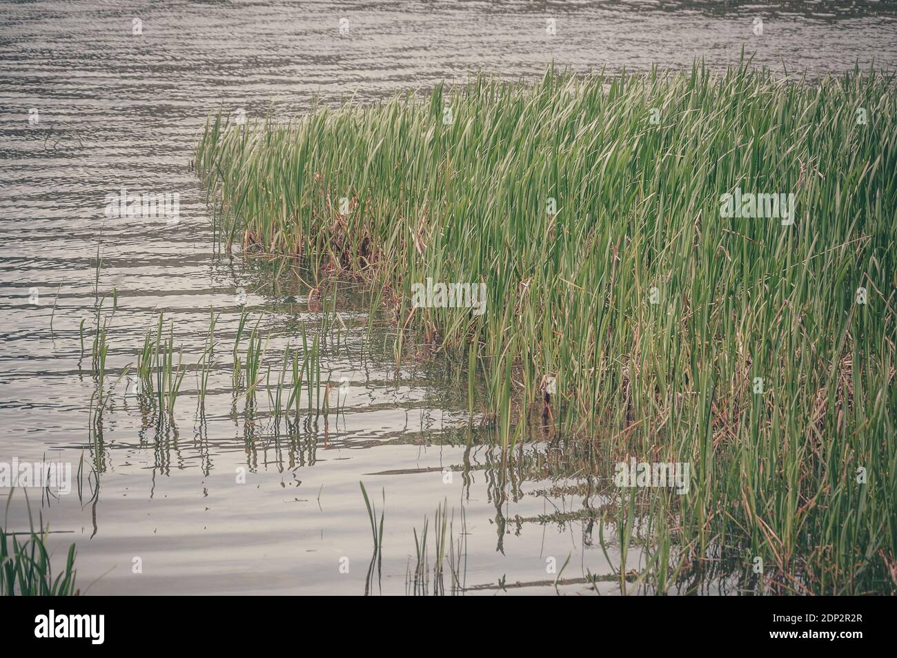 Reeds growing on the lake of Menteith shore, Scotland. Concept: Scottish landscapes, Scottisch lakes Stock Photo