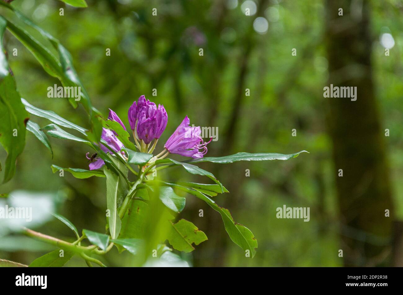 Close up of Echium vulgare or wild borage with blurred background. Concept: flowers of Scotland Stock Photo