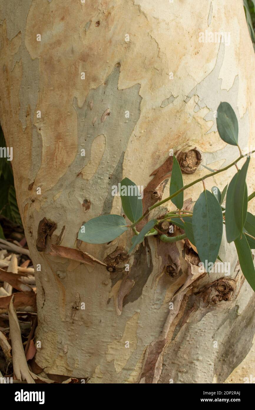 Intimate natural plant portrait of Eucalyptus Pauciflora Niphophila in semi-ccoseup Stock Photo