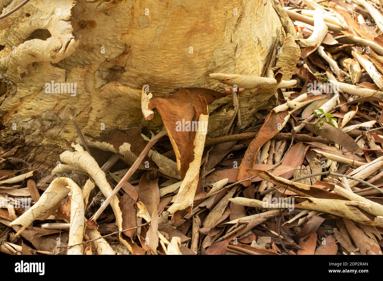 Intimate natural plant portrait of Eucalyptus Pauciflora Niphophila in semi-ccoseup Stock Photo