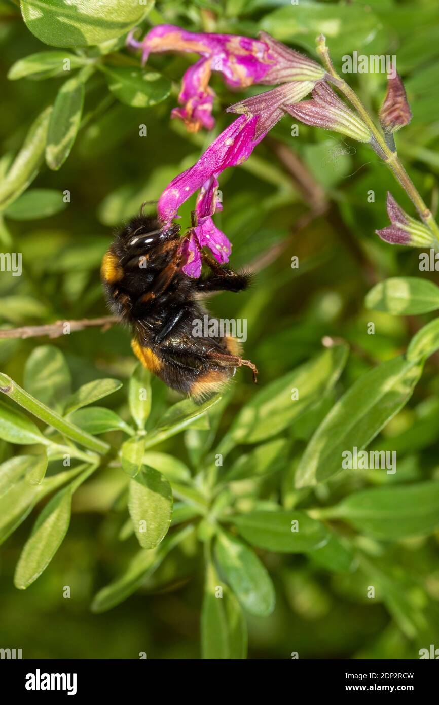 Bee on Salvia Jamensis "Raspberry Royale' Stock Photo