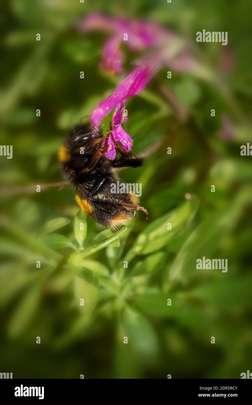 Bee on Salvia Jamensis "Raspberry Royale' Stock Photo