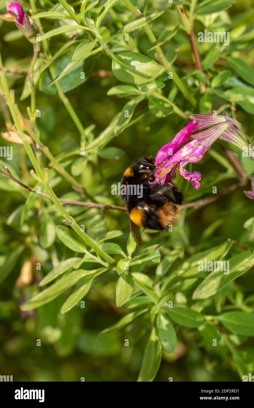 Bee on Salvia Jamensis "Raspberry Royale' Stock Photo