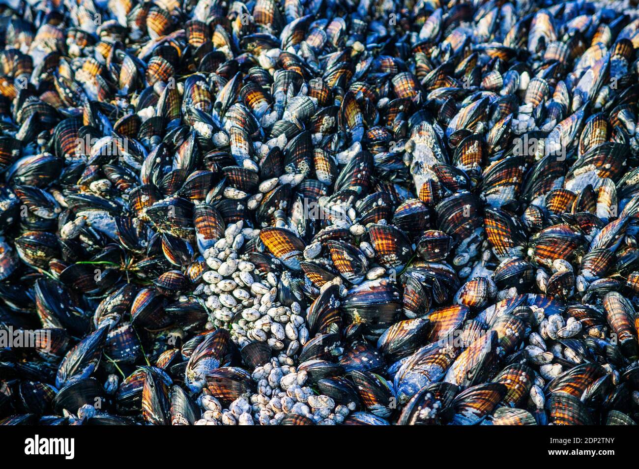 Abstract close-up of sea shells; mollusks; mussels; northern California beach; USA Stock Photo