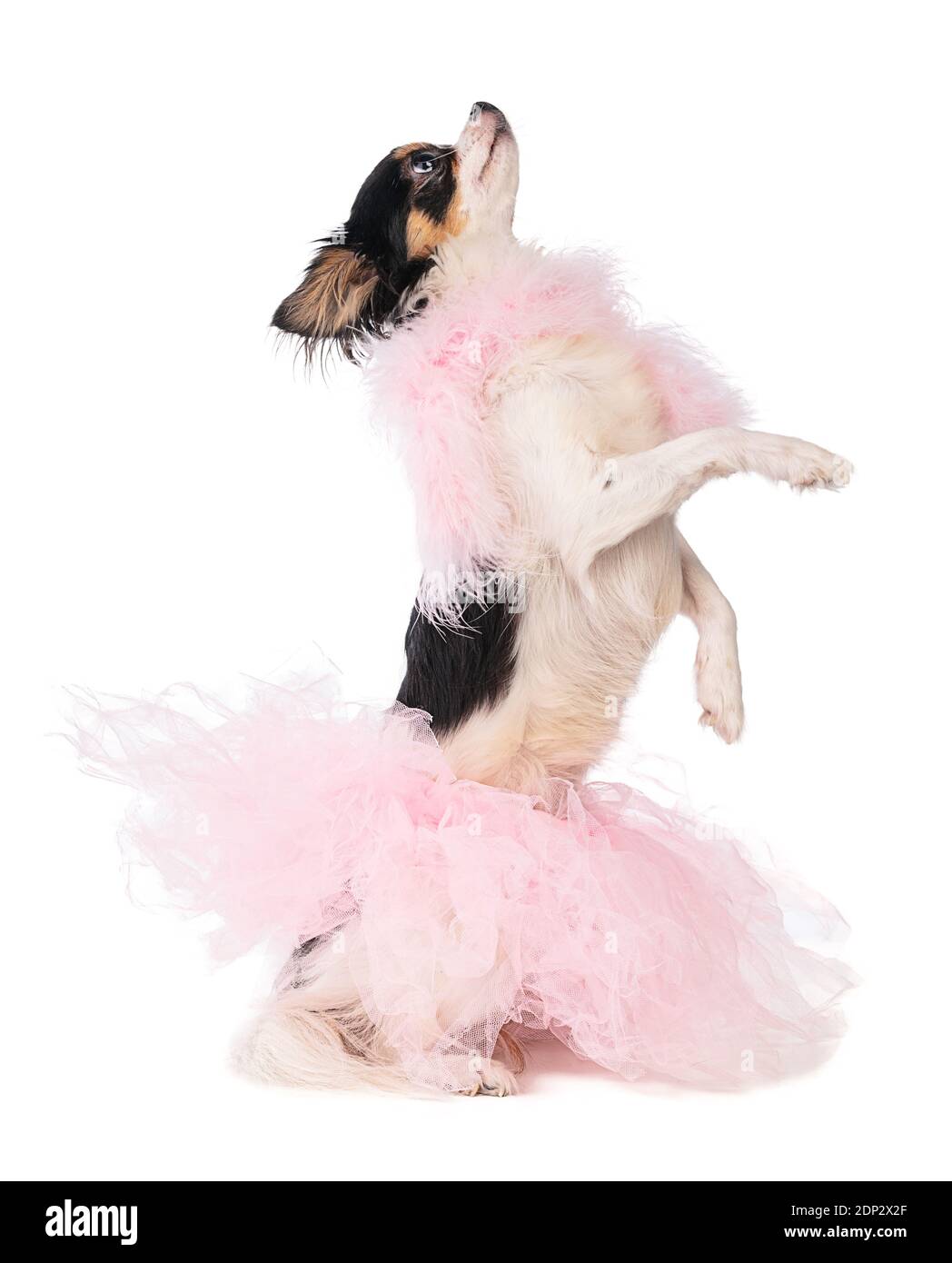 Chihuahua in a tutu sales