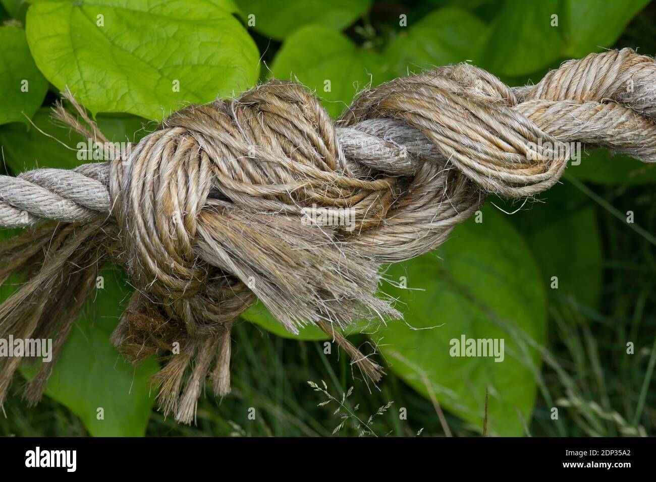 Knot in a rope against a leaf background. Beginning to unravel Stock