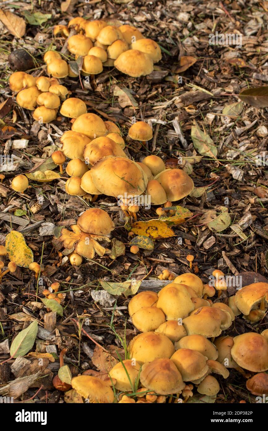 Sulphur Tuft fungi growing on wood chip mulch Stock Photo Alamy