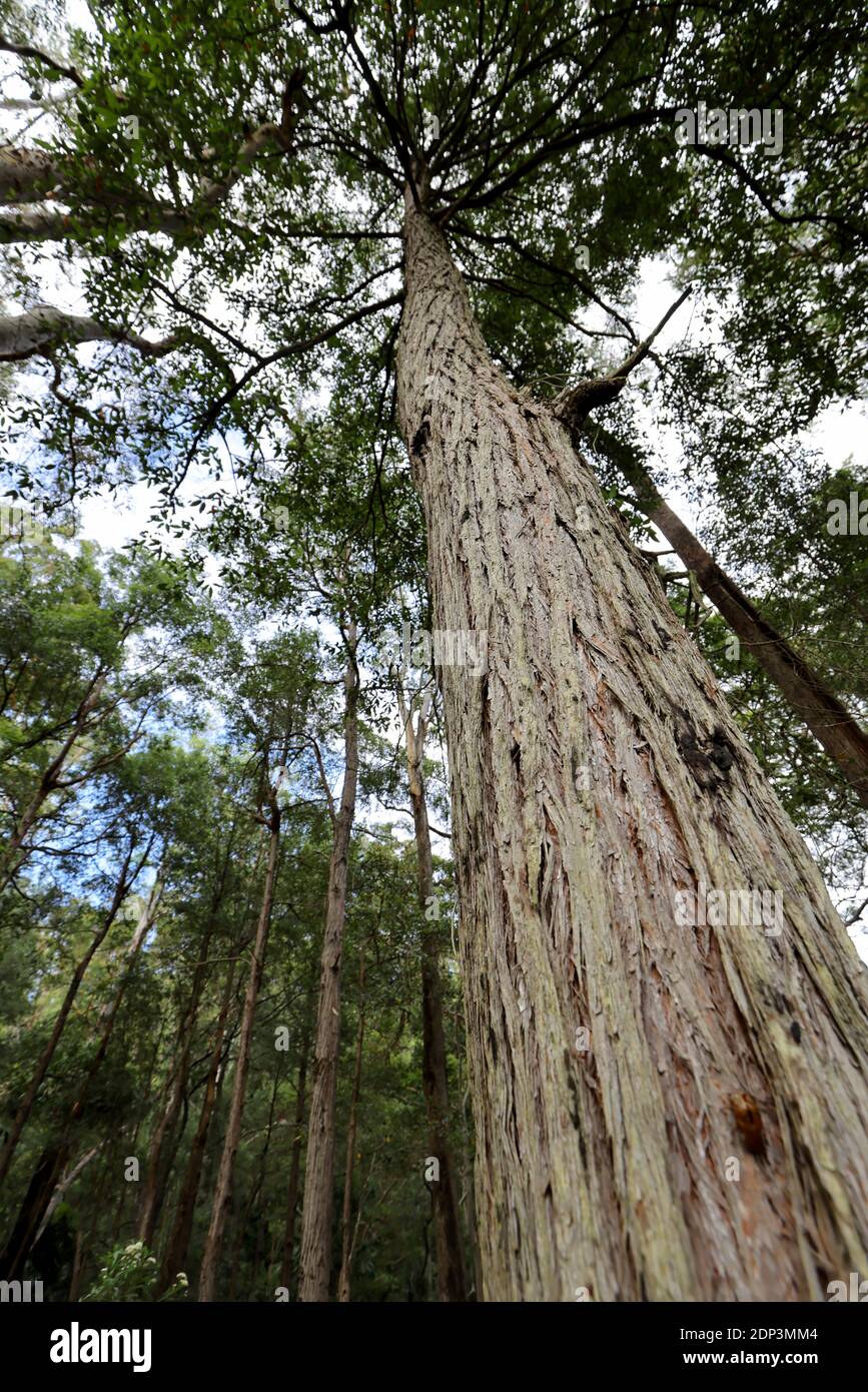 Turpentine Tree Growing in Australian forest Stock Photo