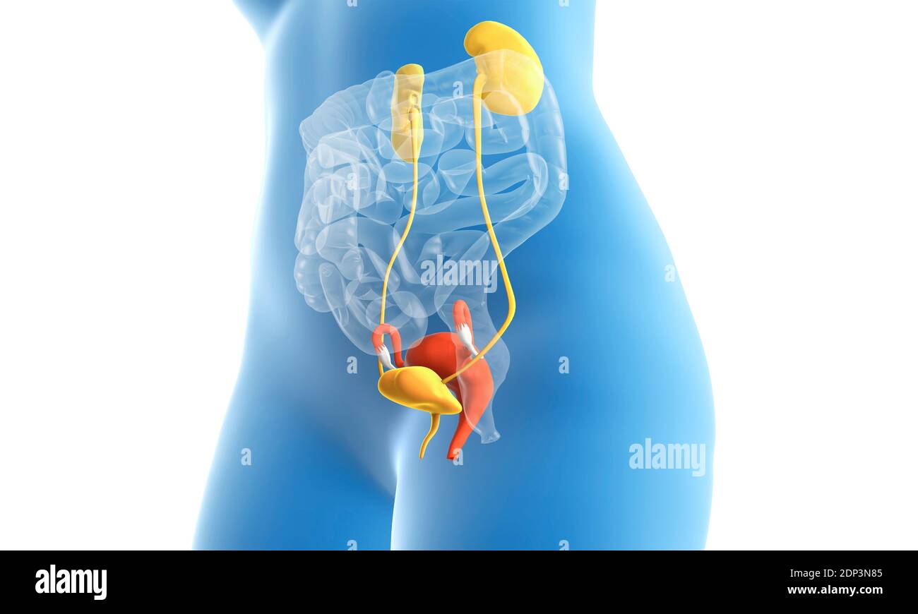 Female urinary and reproductive systems, illustration Stock Photo Alamy