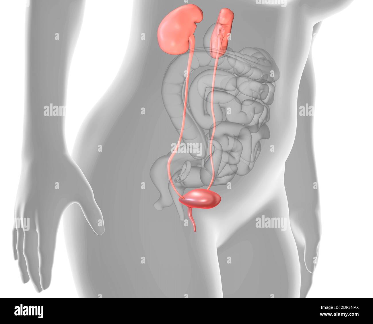 Female urinary system, illustration. Stock Photo