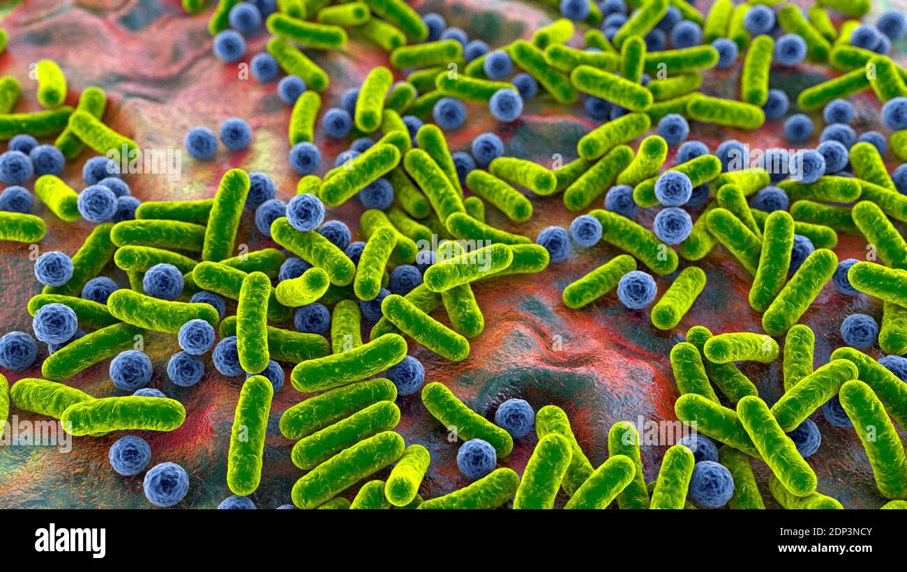 Illustration of rod-shaped and spherical (cocci) bacteria. Rod-shaped ...