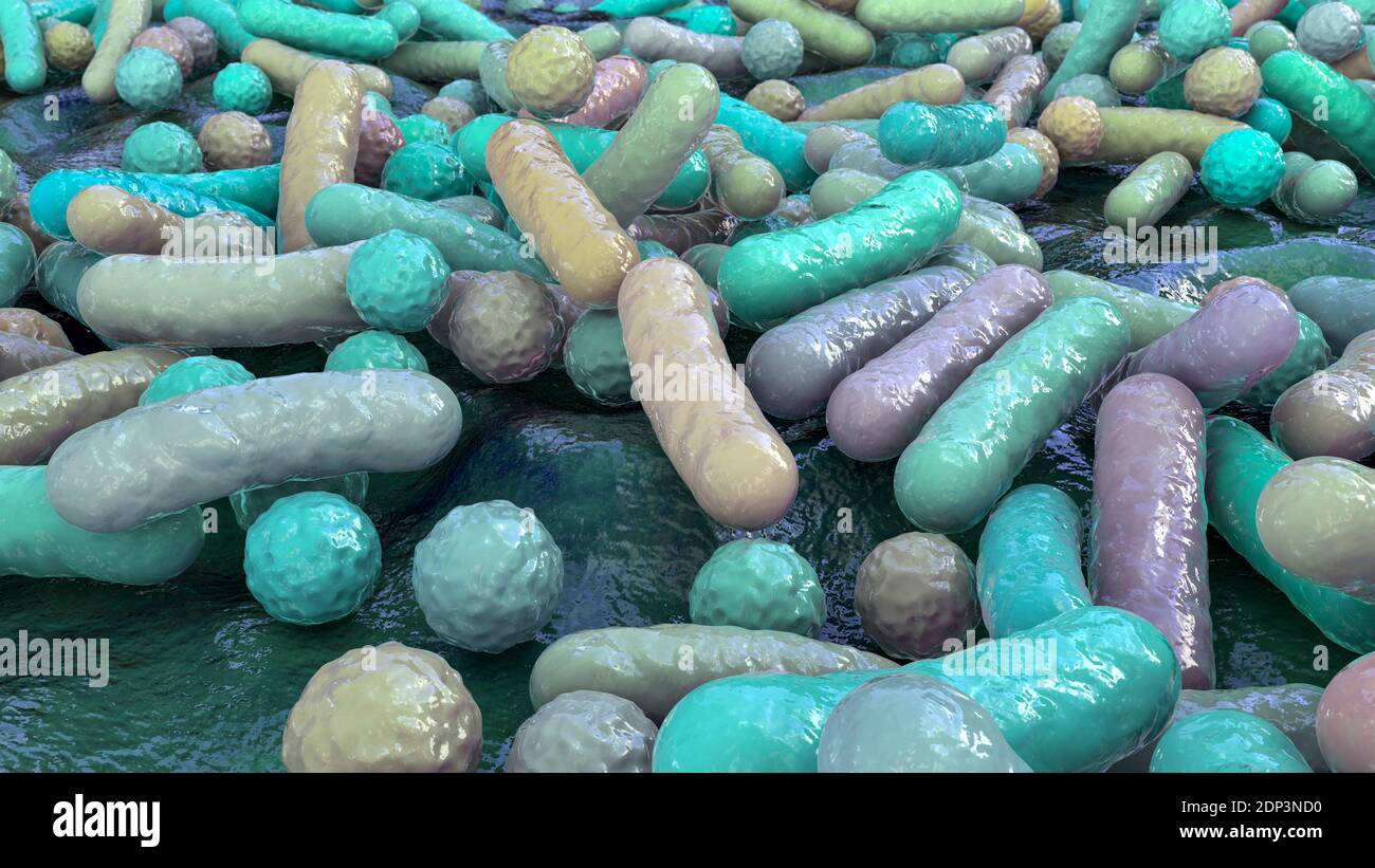 Illustration of rod-shaped and spherical (cocci) bacteria. Rod-shaped ...
