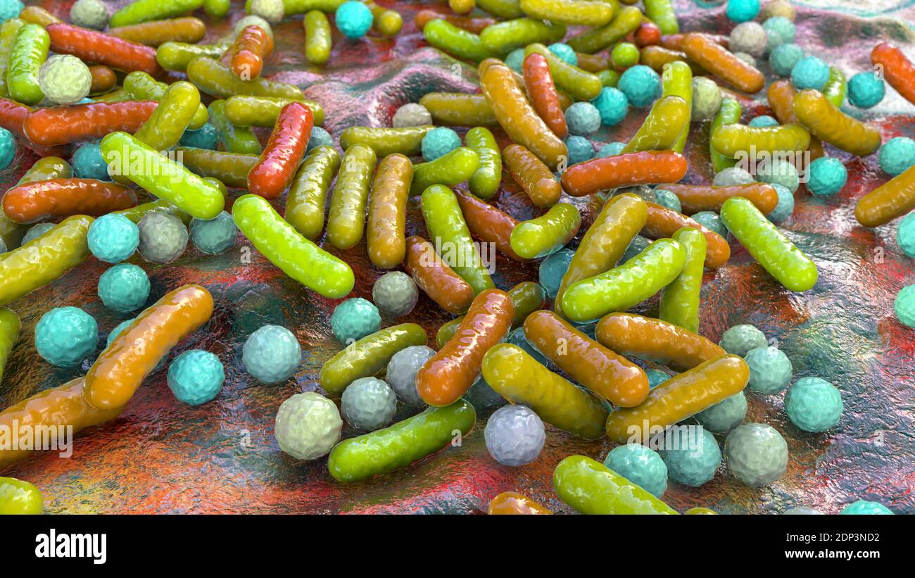 Illustration of rod-shaped and spherical (cocci) bacteria. Rod-shaped ...