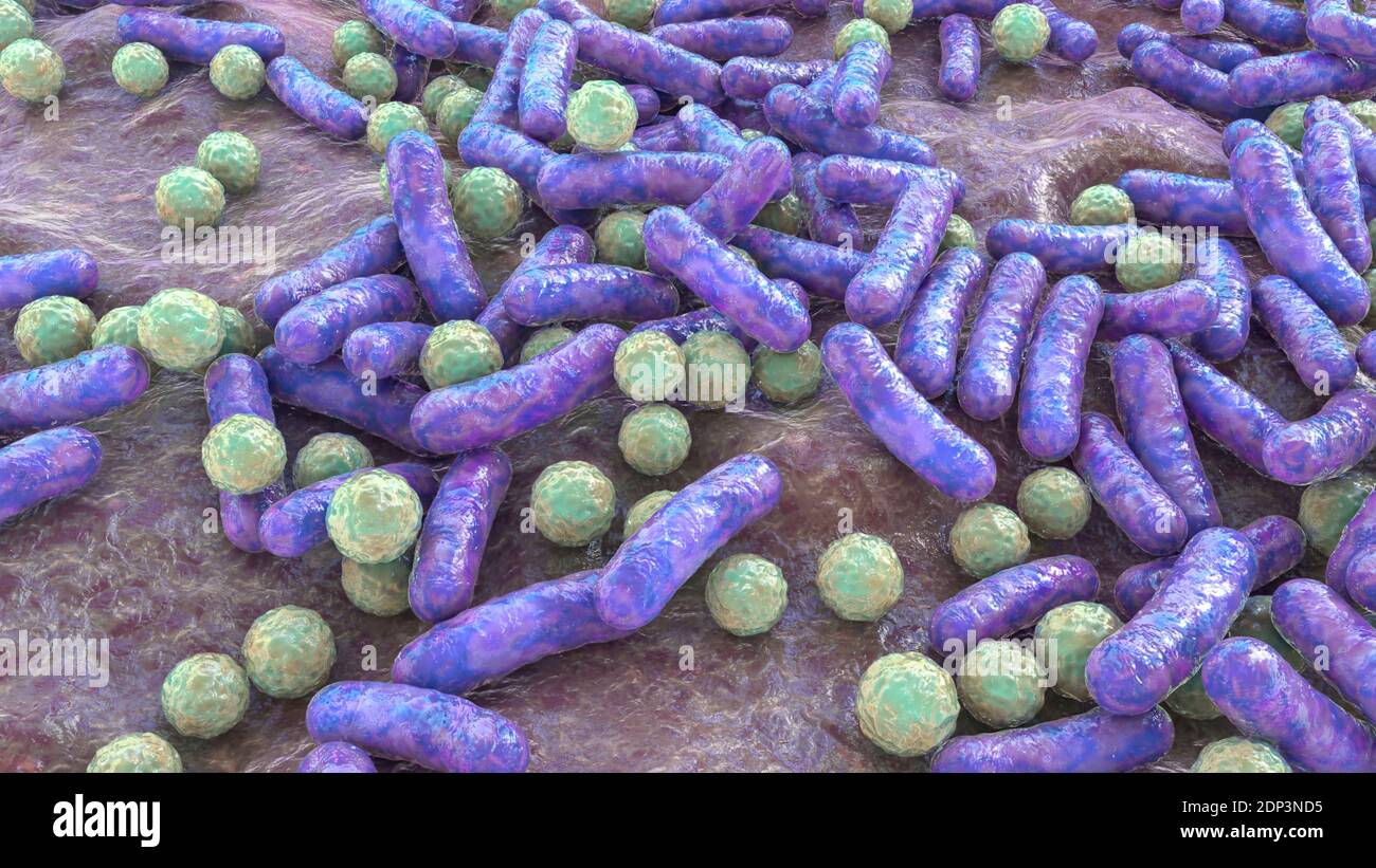 Illustration of rod-shaped and spherical (cocci) bacteria. Rod-shaped ...