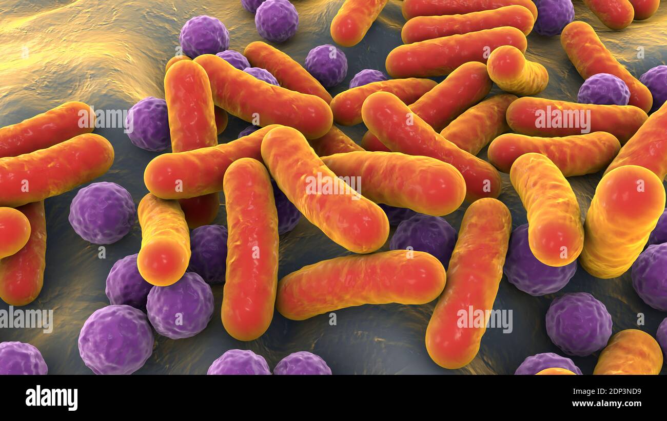illustration of rod shaped and spherical cocci bacteria rod shaped bacteria include escherichia coli salmonella shigella legionella mycobacteri stock photo alamy