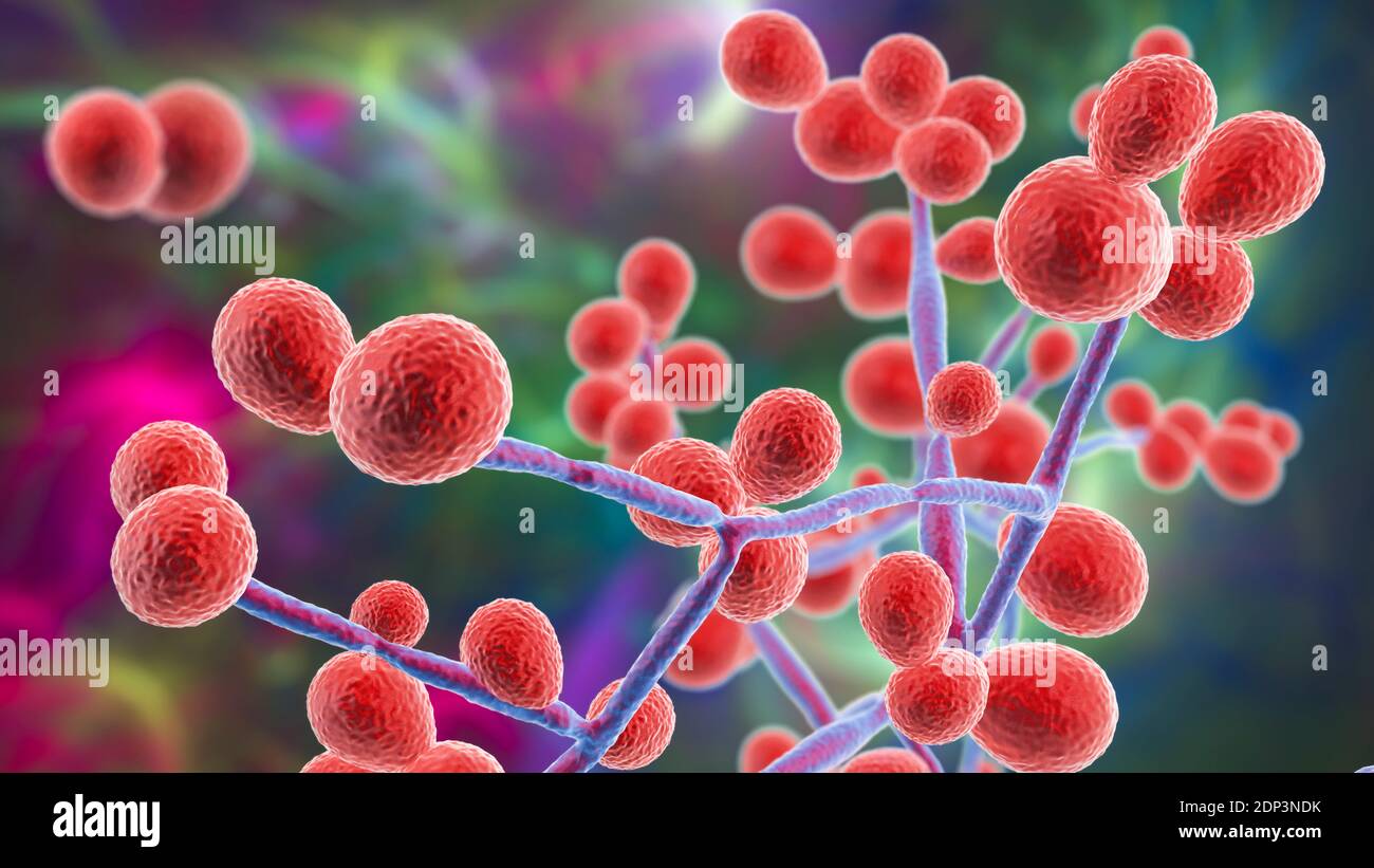 Computer illustration of the yeast and hyphae stages of Candida fungi. A yeast-like fungus, Candida albicans commonly occurs on human skin, in the upp Stock Photo