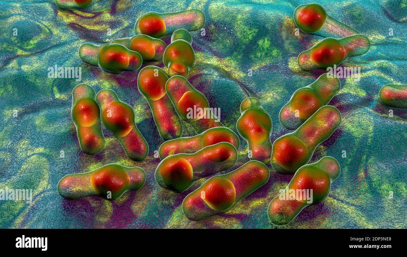 Clostridium bacteria, computer illustration. Clostridia are spore-forming bacteria that include several human pathogenic species, C. difficile, C. tet Stock Photo