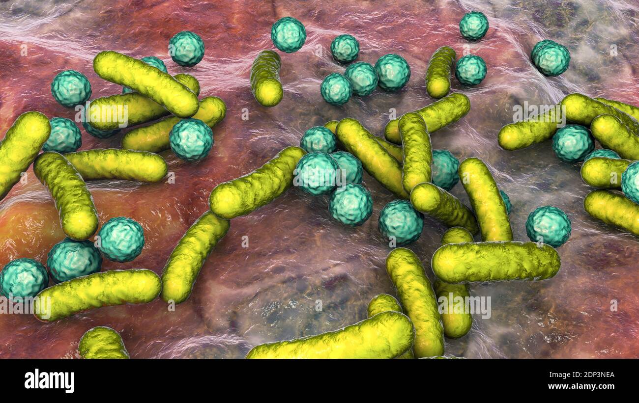 Illustration of rod-shaped and spherical (cocci) bacteria. Rod-shaped ...