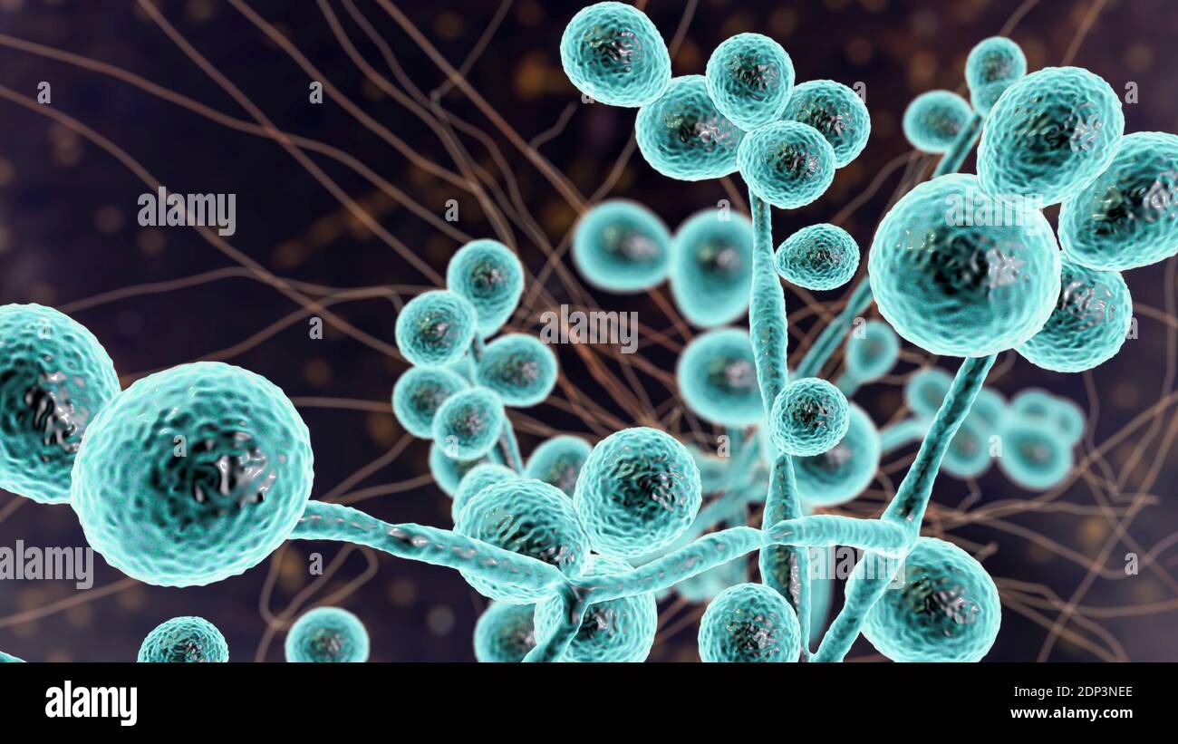 Computer illustration of the yeast and hyphae stages of Candida fungi. A yeast-like fungus, Candida albicans commonly occurs on human skin, in the upp Stock Photo