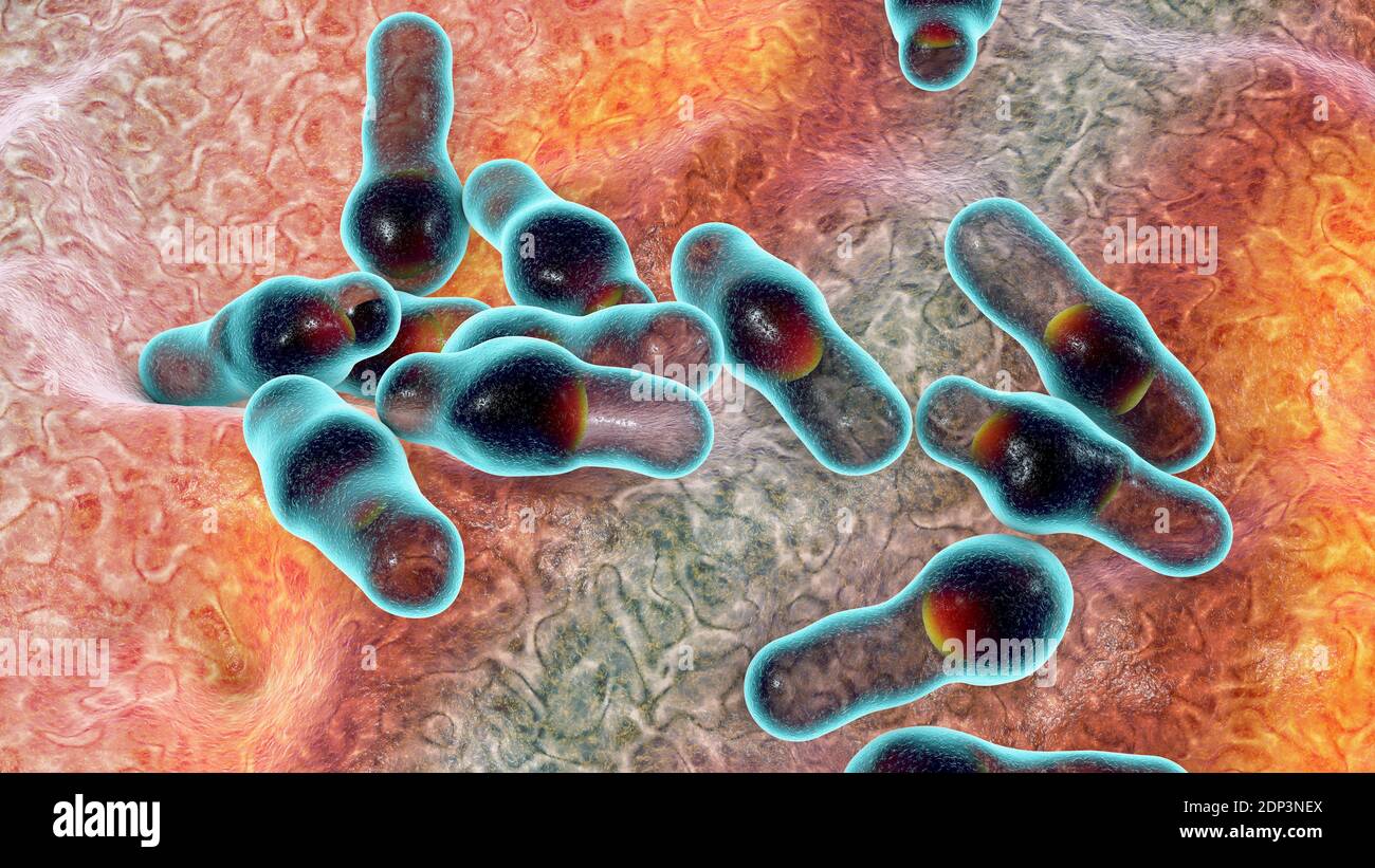 Clostridium bacteria, computer illustration. Clostridia are spore-forming bacteria that include several human pathogenic species, C. difficile, C. tet Stock Photo