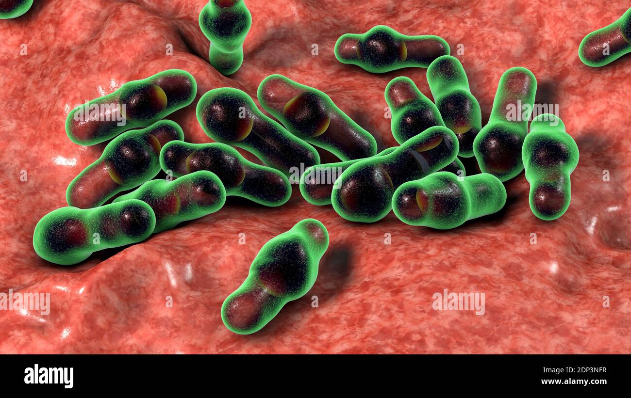 Clostridium bacteria, computer illustration. Clostridia are spore-forming bacteria that include several human pathogenic species, C. difficile, C. tet Stock Photo