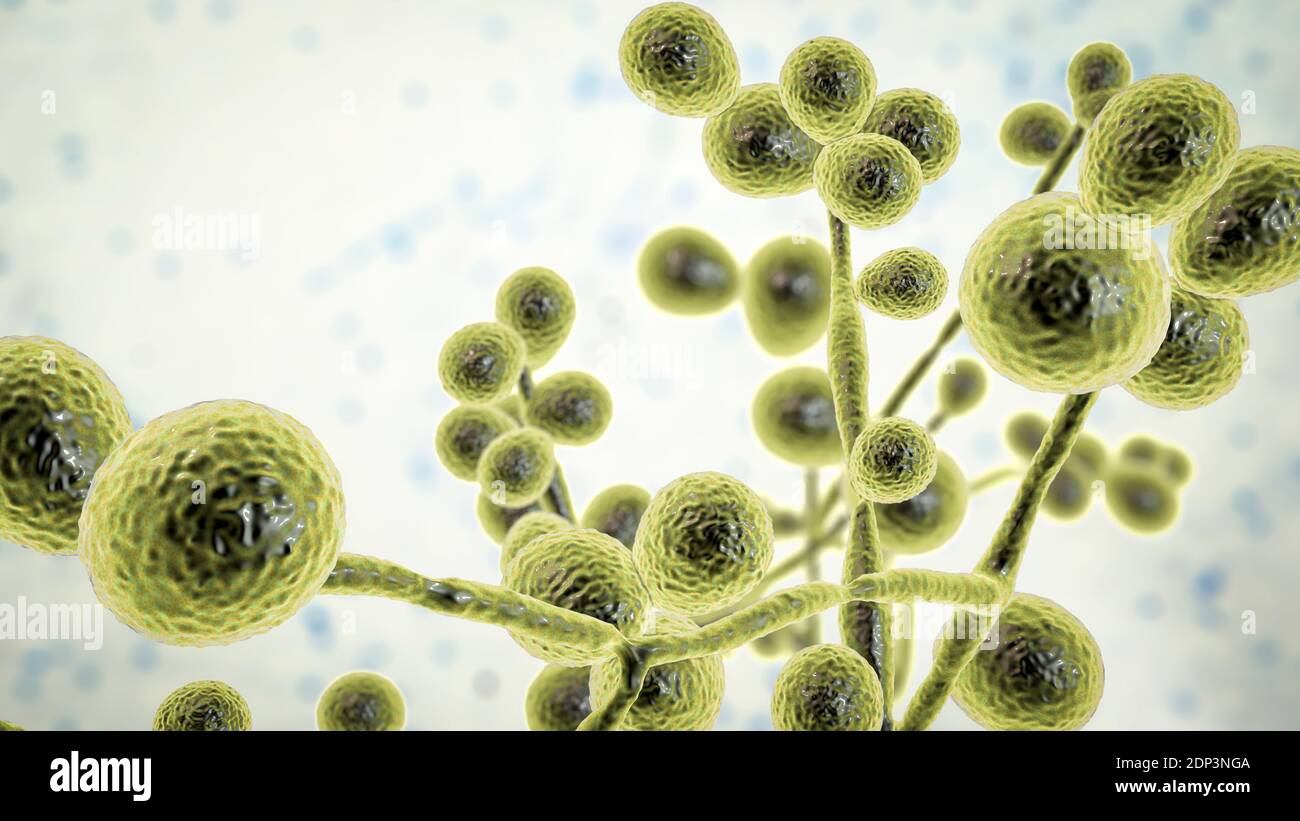 Computer illustration of the yeast and hyphae stages of Candida fungi. A yeast-like fungus, Candida albicans commonly occurs on human skin, in the upp Stock Photo