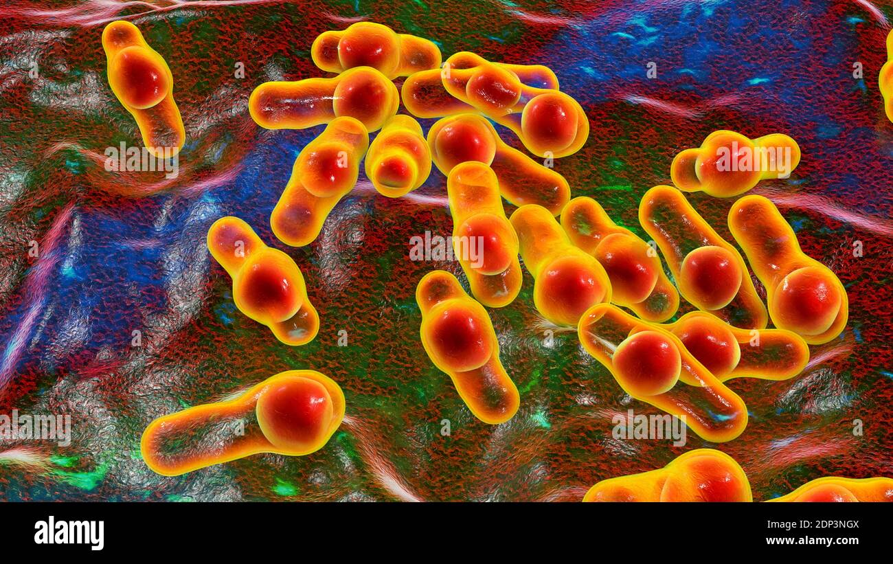 Clostridium bacteria, computer illustration. Clostridia are spore-forming bacteria that include several human pathogenic species, C. difficile, C. tet Stock Photo