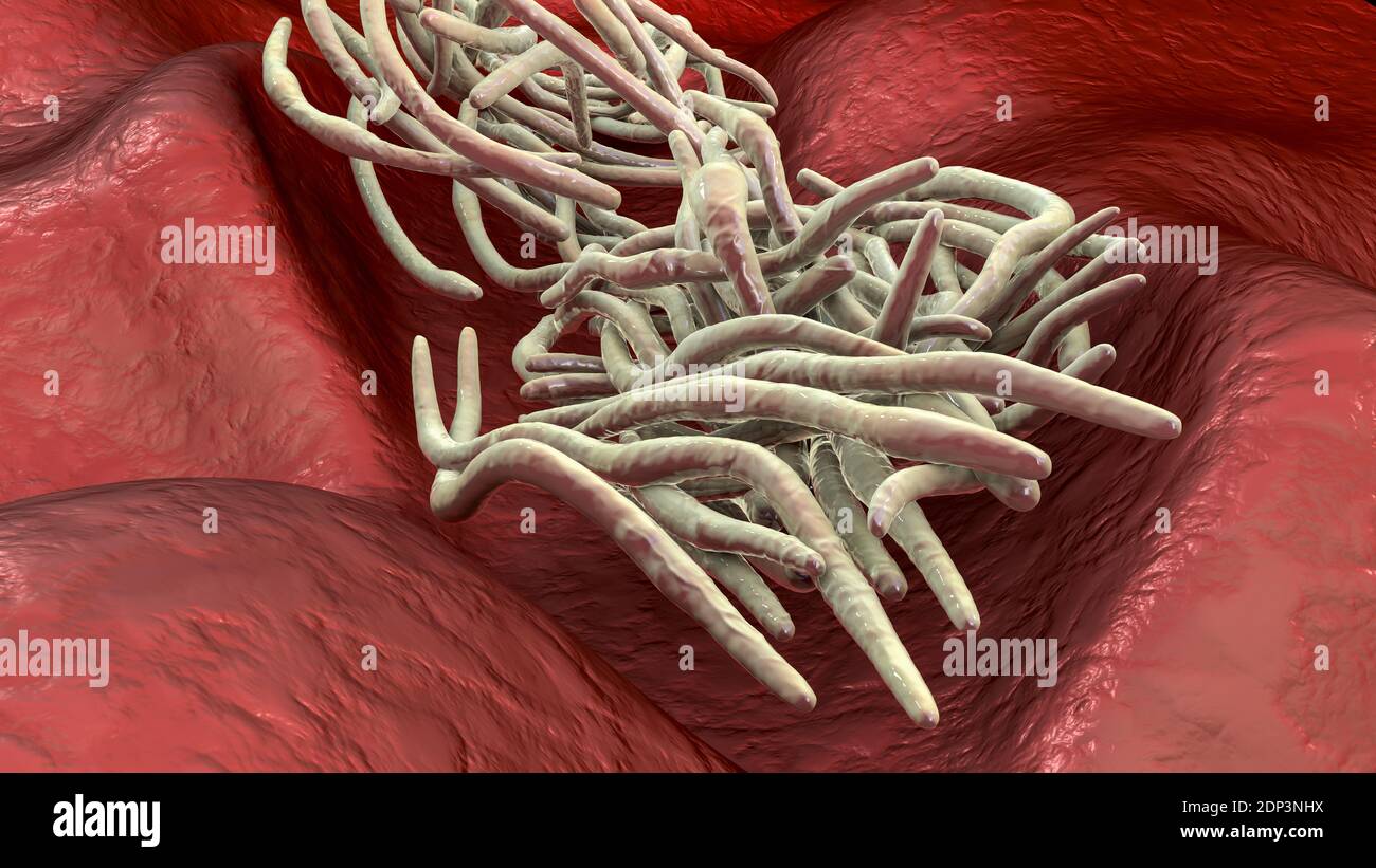 Round worms, computer illustration. Roundworms, or nematodes, include numerous free-living and pathogenic species. Nematodes that commonly parasitise Stock Photo