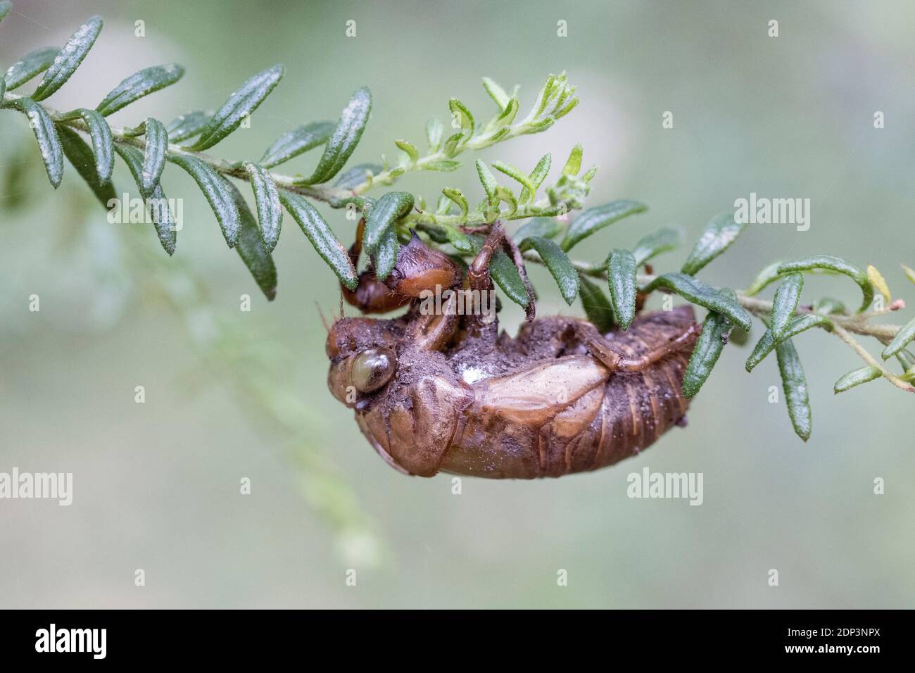 Cicada shell clinging onto tree branch Stock Photo