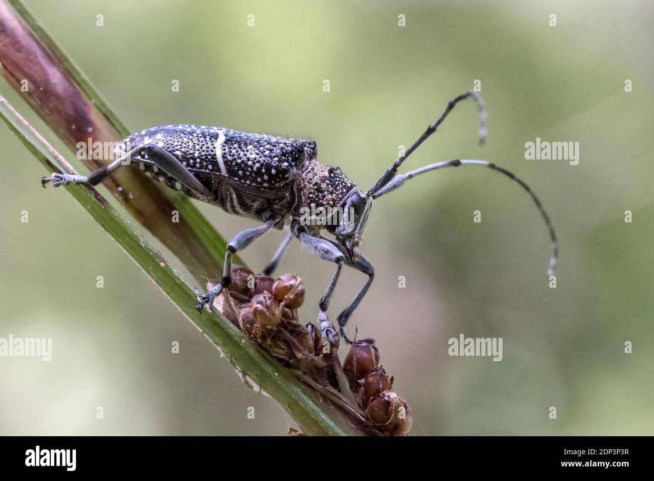 Close up photo of Longicorn Beetle Stock Photo