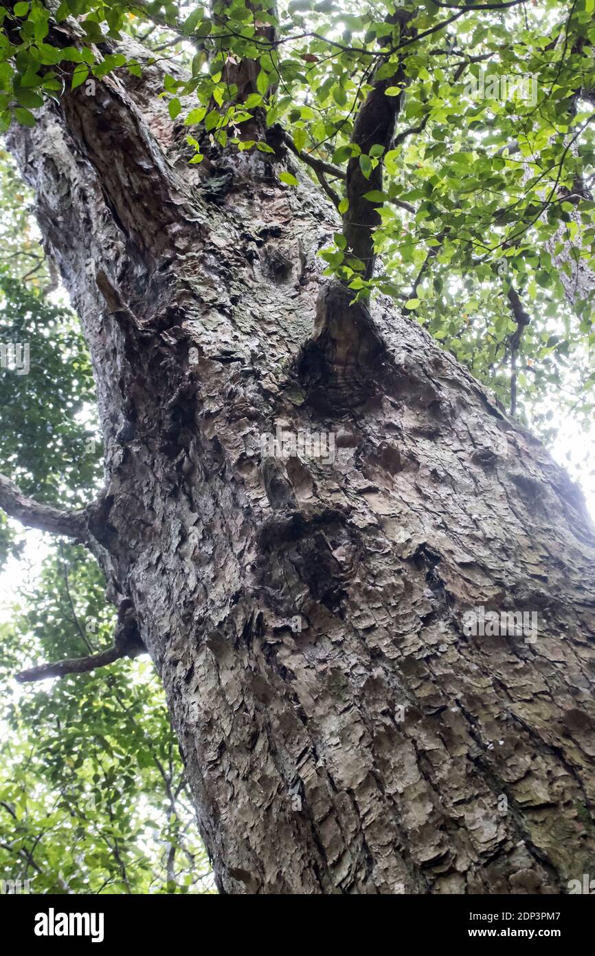 Turpentine Tree Growing in rainforest Stock Photo