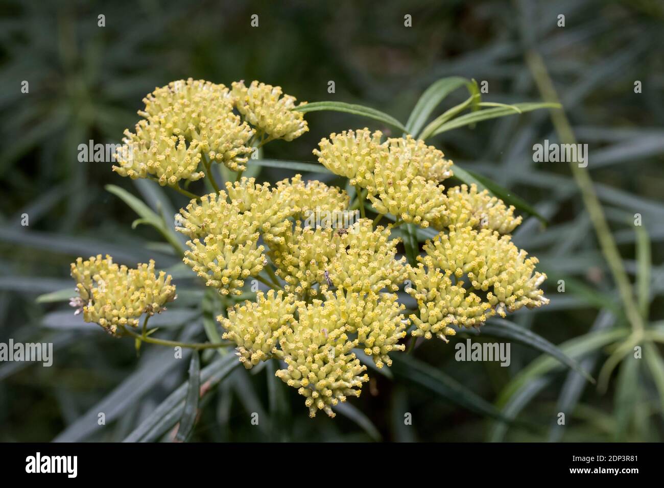 Shiny Cassinia plant in flower Stock Photo