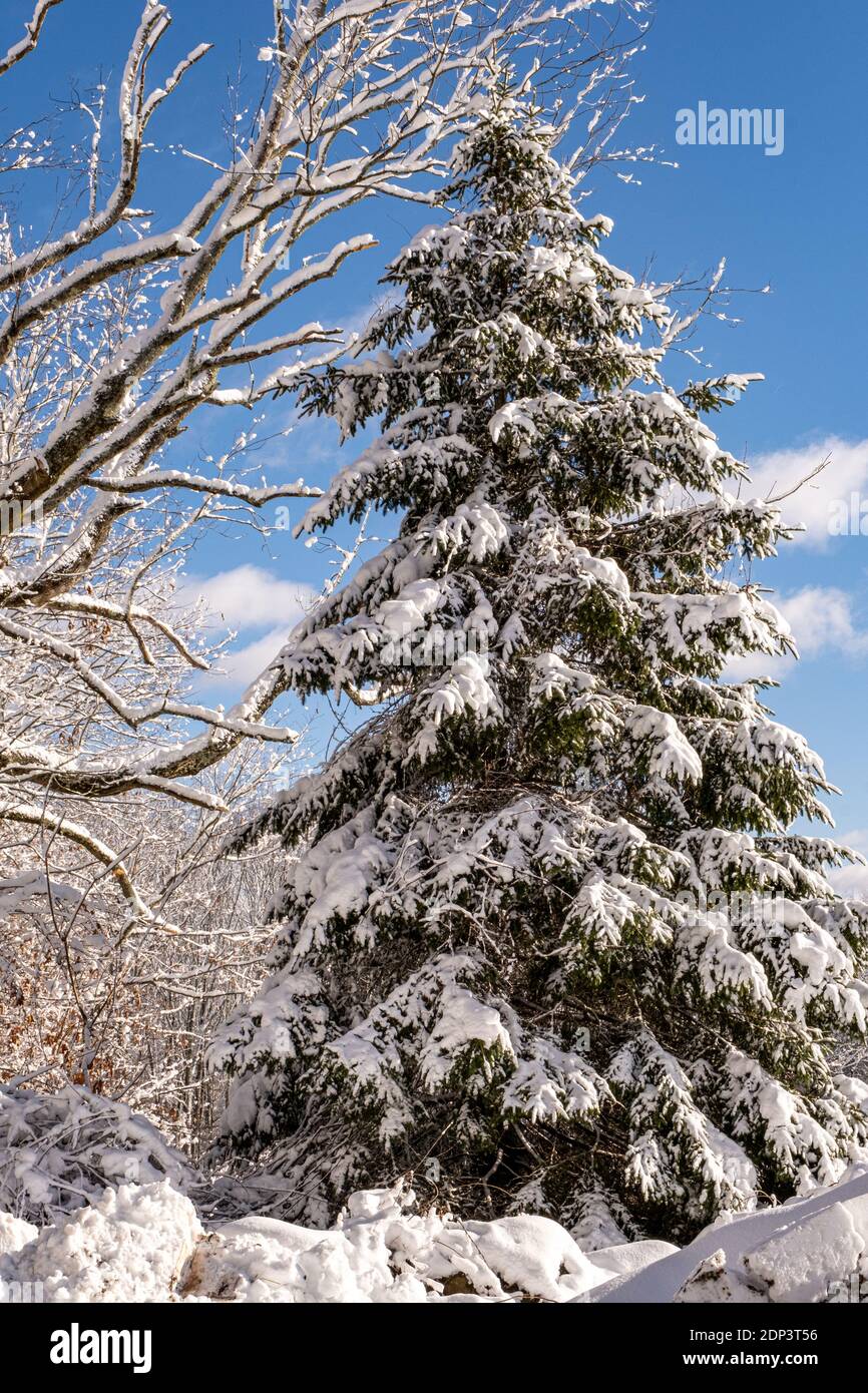 A snow covered pine tree in Massachusetts Stock Photo