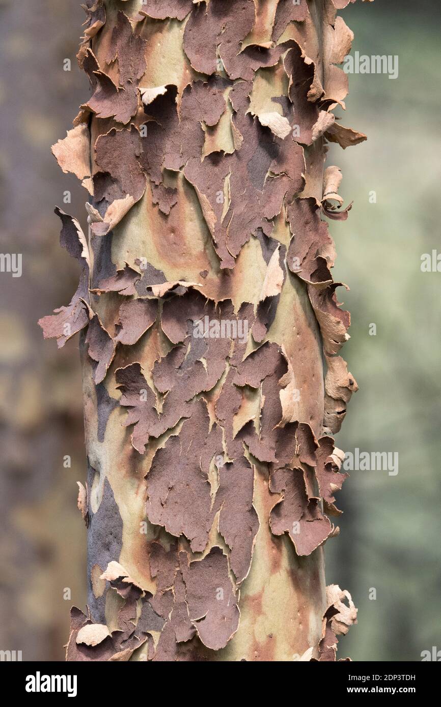 Gum tree shedding bark hires stock photography and images Alamy
