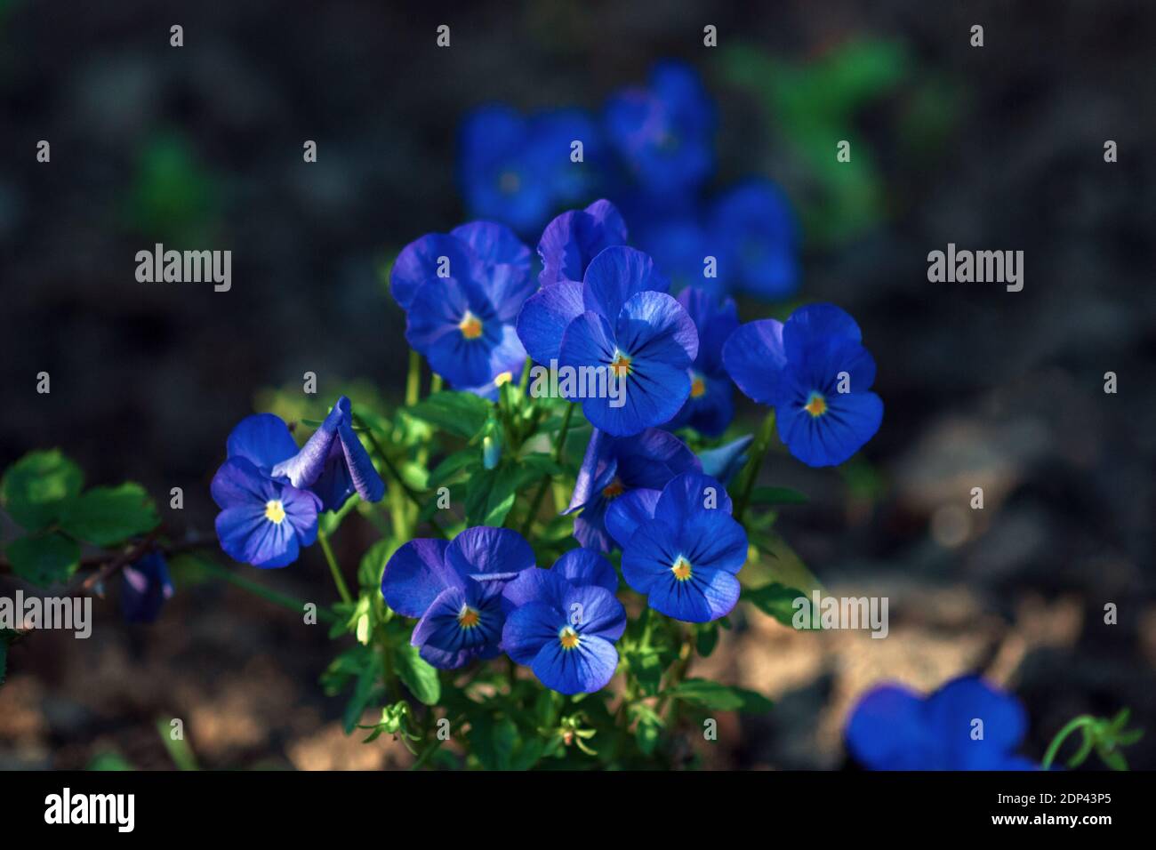 Small blue pansy flowers blooming (Viola cornuta Admire Clear Blue