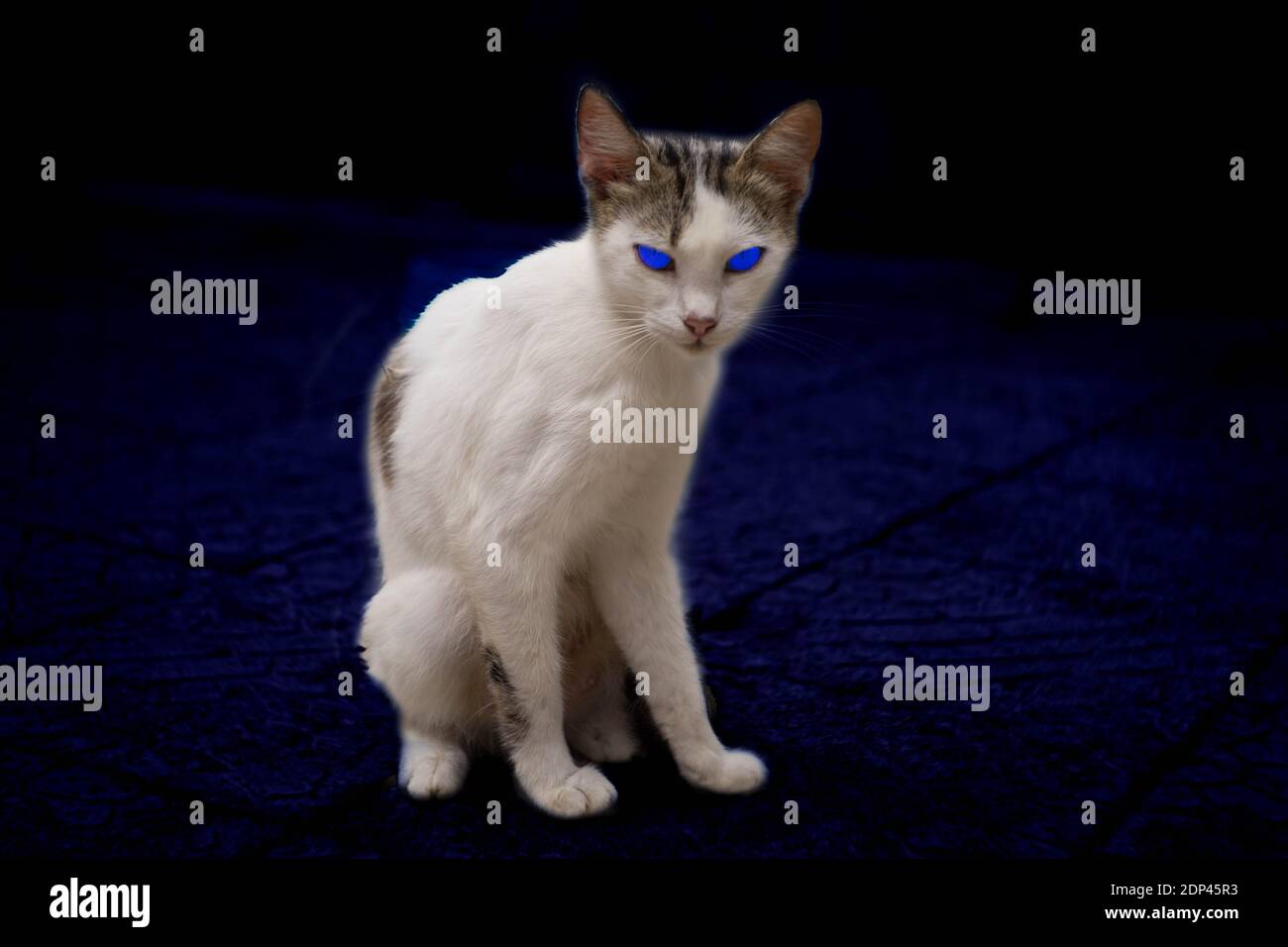 White cat with bright blue eyes sits on a stone floor at night. Stock Photo