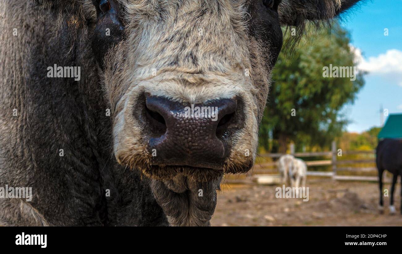 Bull muzzle hotsell