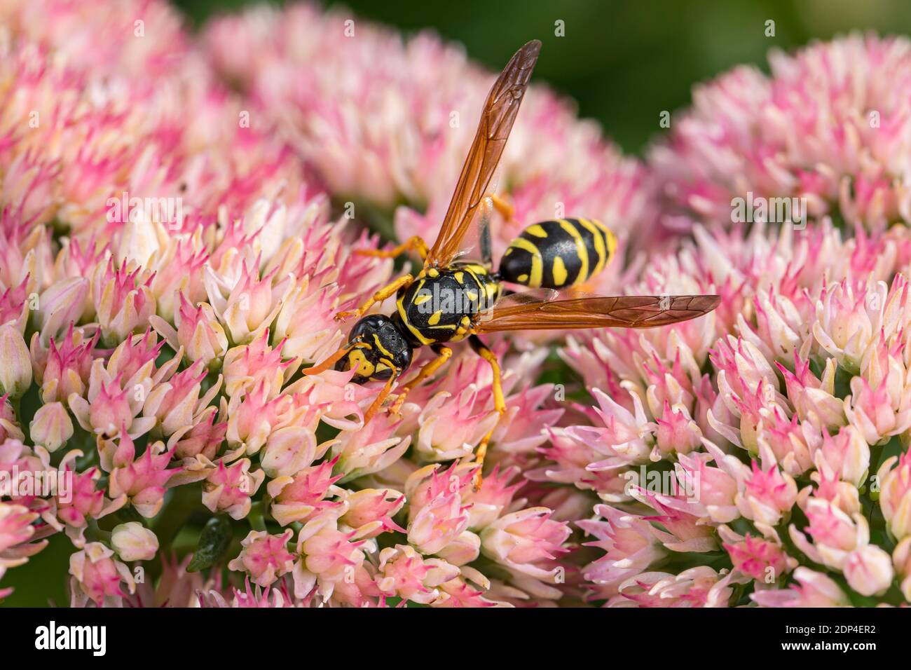 Closeup of European Paper Wasp feeding on nectar from Sedum plant. Concept of insect and wildlife conservation, habitat preservation, and backyard flo Stock Photo