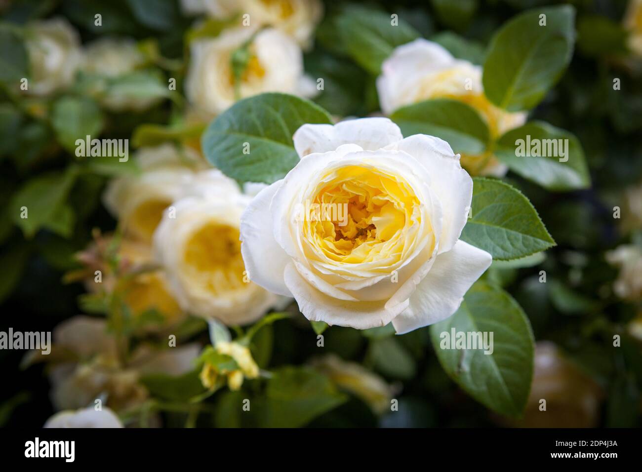 View of the Amnesty International Rose by G Delbard during the Jardins, jardin aux Tuileries in Paris. France, on June 2015. Photo by Audrey Poree/ ABACAPRESS.COM Stock Photo